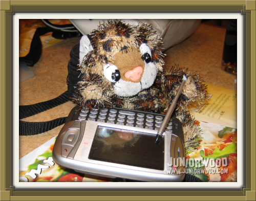 Junior typing on Mom Cat's PDA